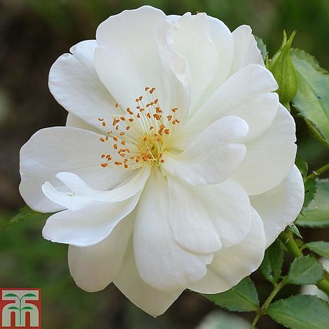 Rotherham Roses Death Notice of John Rotherham (Oranmore, Galway) | rip.ie