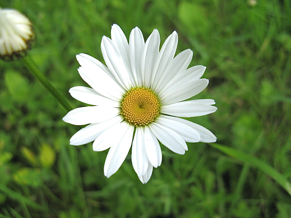 Death Notice of Margaret (Peggy) McFadden (née Flaherty) (Galway City,  Galway) | rip.ie