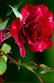 Mary Bridget (Maura) Cox