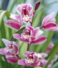 Cilla (Priscilla) Stockil