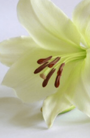 EDWARD (NED) KAVANAGH