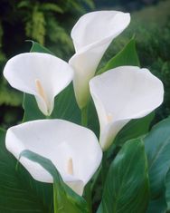 Very Reverend Canon Felix Byrne