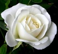 Mary 'Shirley' Lloyd