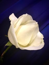 Death Notice of Marion ALLEN (née Roberts) (Bray, Wicklow)
