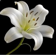 William (Billy) Jameson