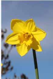 Sara (Sal) O’Sullivan