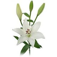 Thomas (Tommy) Armitage