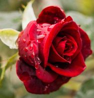 James (Seamus) Powell