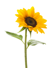 Arabella (Linda) O'CONNOR